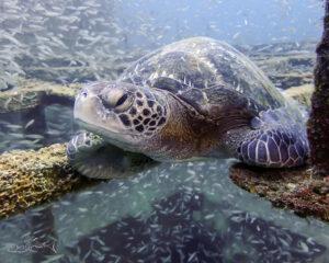 sea turtle, green sea turtle, fang ming shipwreck, espiritu santo national park