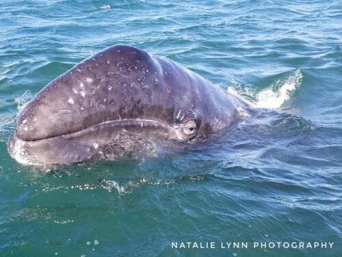 gw-calf-nat-1000px-