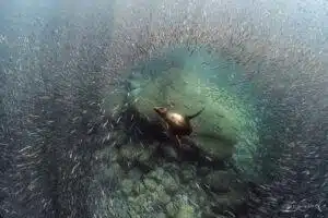 Scuba Diving in La Paz