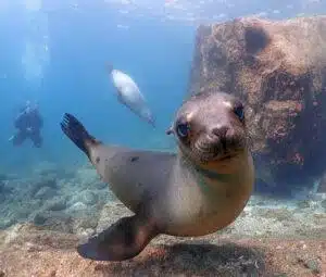 Swim with sea lions in La Paz