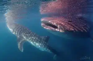 whale sharks in la paz, mexico