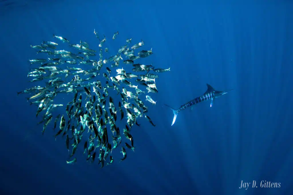 A striped marlin circling a school of sardines during the Mexican Sardine Run, capturing a moment from the striped marlin expedition in Baja.