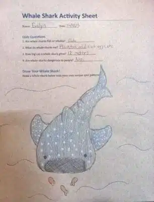 international whale shark day school event
